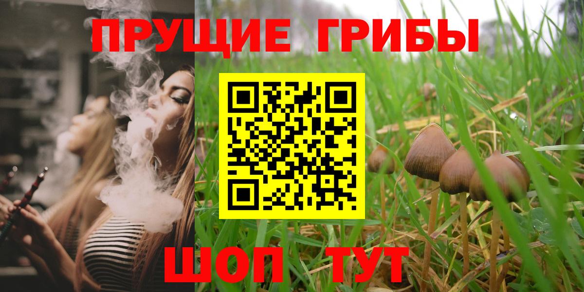 Псилоцибиновые грибы Psilocybine cubensis Всеволожск